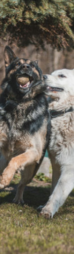 bawiące się dwa psy