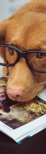 pies w okularach z książką