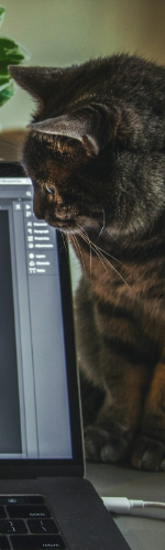 kot wpatrujący się w ekran