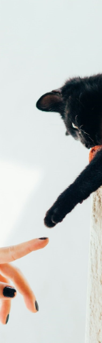 kot wyciągający łapkę