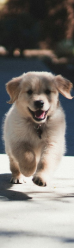 biegnący szczeniaczek