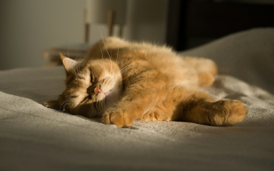 wylegujący się kot