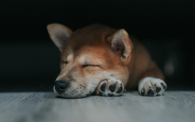 pies śpiący na łapkach