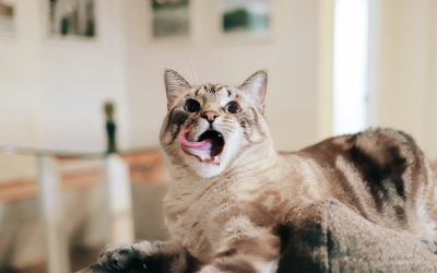 oblizujący się kotek