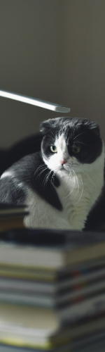 kot siedzący za książkami