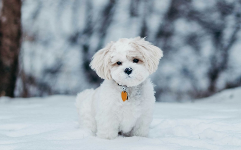 biały piesek w śniegu