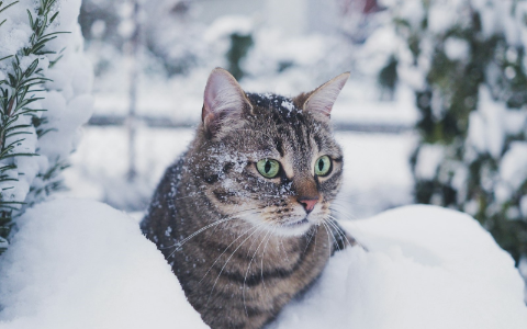 bury kot w śniegu