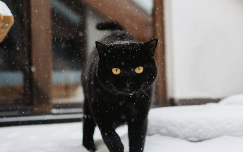 czarny kot w śniegu