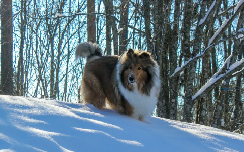 owczarek szkocki w lesie